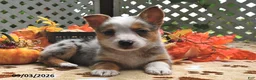 Welsh Corgi Pembroke dogs for sale: Buster  - Ad 3