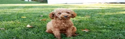 Miniature Poodle dogs for sale: Luna - Ad 6