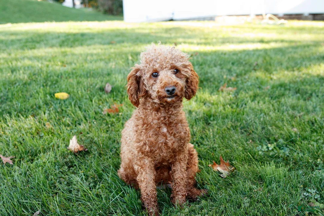 Miniature Poodle dogs for sale: Luna - Ad 6