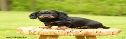 Dachshund dogs for sale: Augustus - Ad 3
