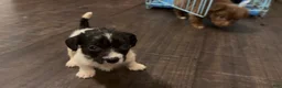 Chihuahua dogs for sale: Chihuahua 2 - Ad 3