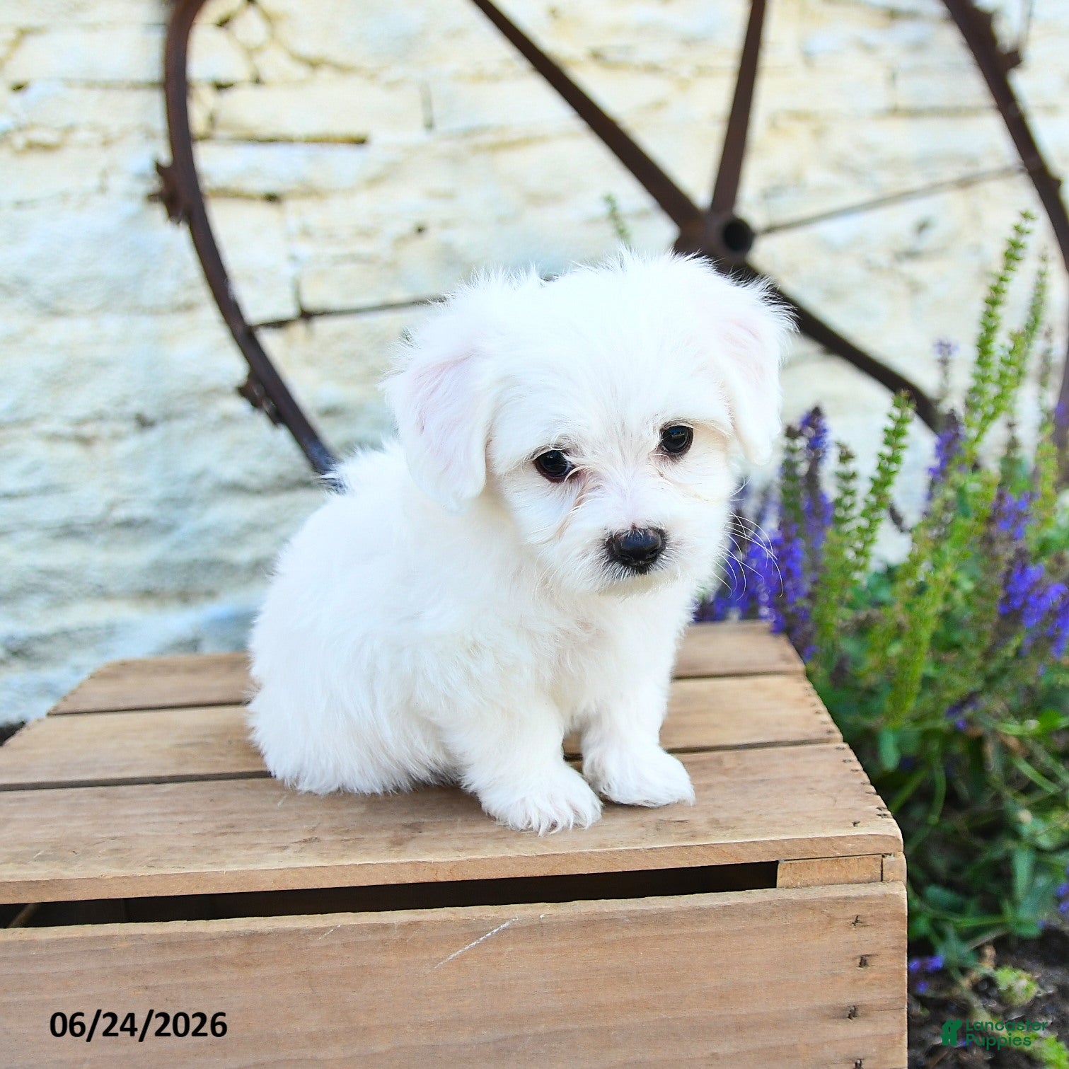 Mixed Breed dogs Erik - Ad 2