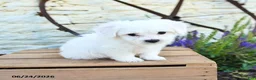 Mixed Breed dogs for sale: Erik - Ad 2