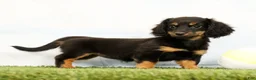 Miniature Dachshund dogs for sale: Nya - Ad 5