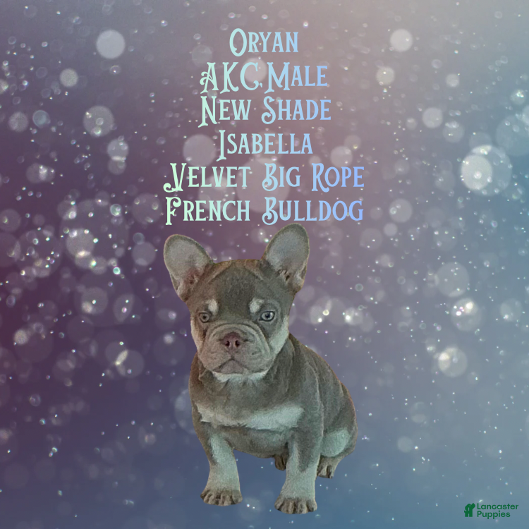 French Bulldog dogs ORyan “Rare New Shade Isabella -Visual Big Rope Frenchie with Tan Points & a Story to Tell - Ad 9