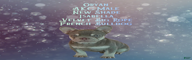ORyan “Rare New Shade Isabella -Visual Big Rope Frenchie with Tan Points & a Story to Tell