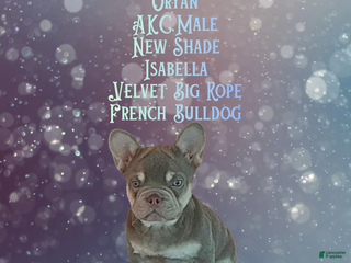 French Bulldog dogs ORyan “Rare New Shade Isabella -Visual Big Rope Frenchie with Tan Points & a Story to Tell - Ad 1
