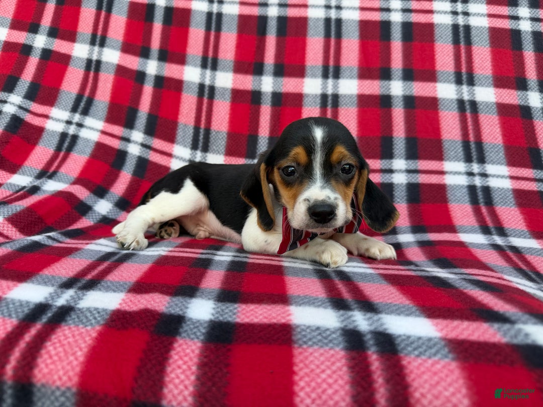 Beagle dogs for sale: Shaggy - Ad 2