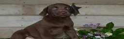 Labrador Retriever dogs for sale: Ann - Ad 6