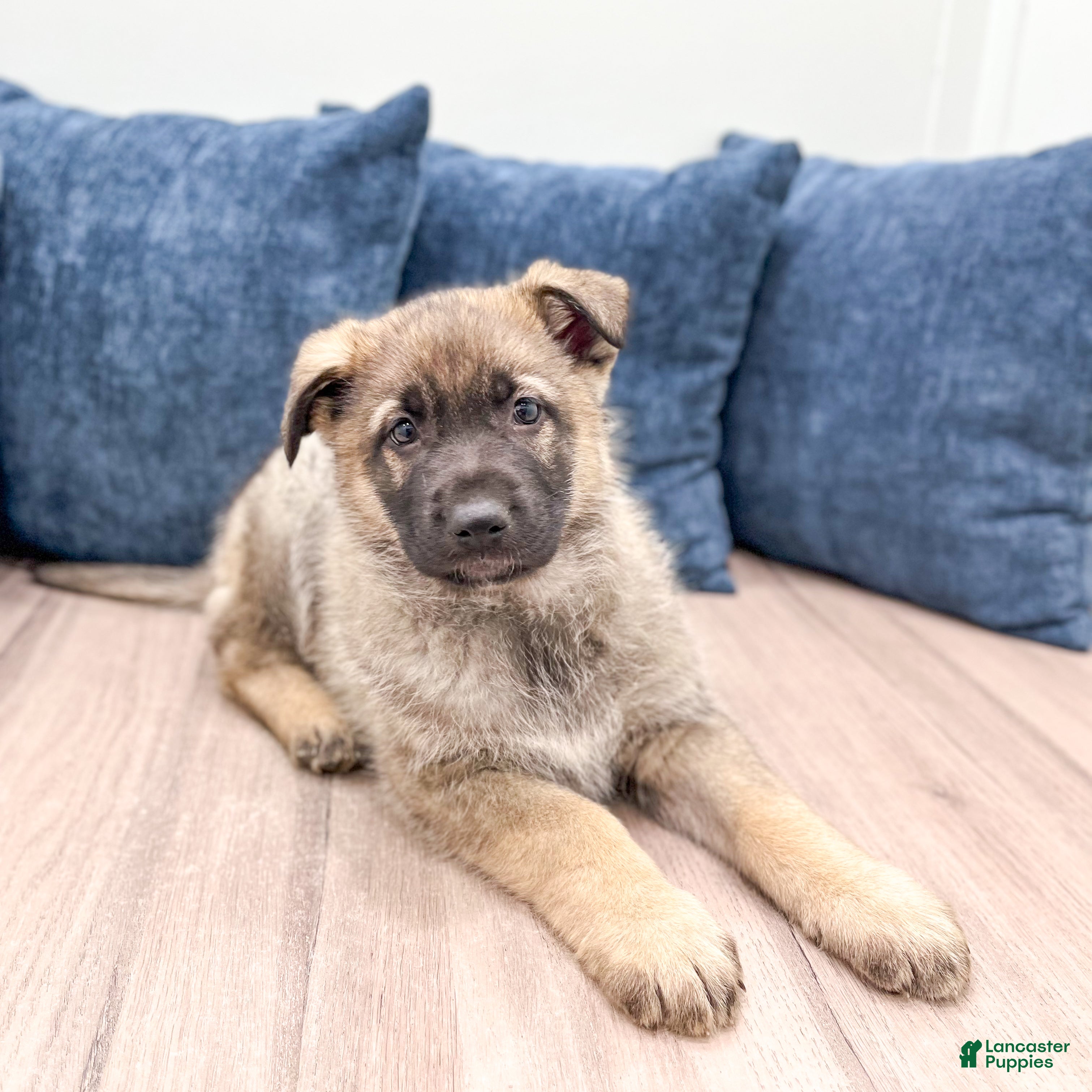 German Shepherd dogs Balto - Ad 2