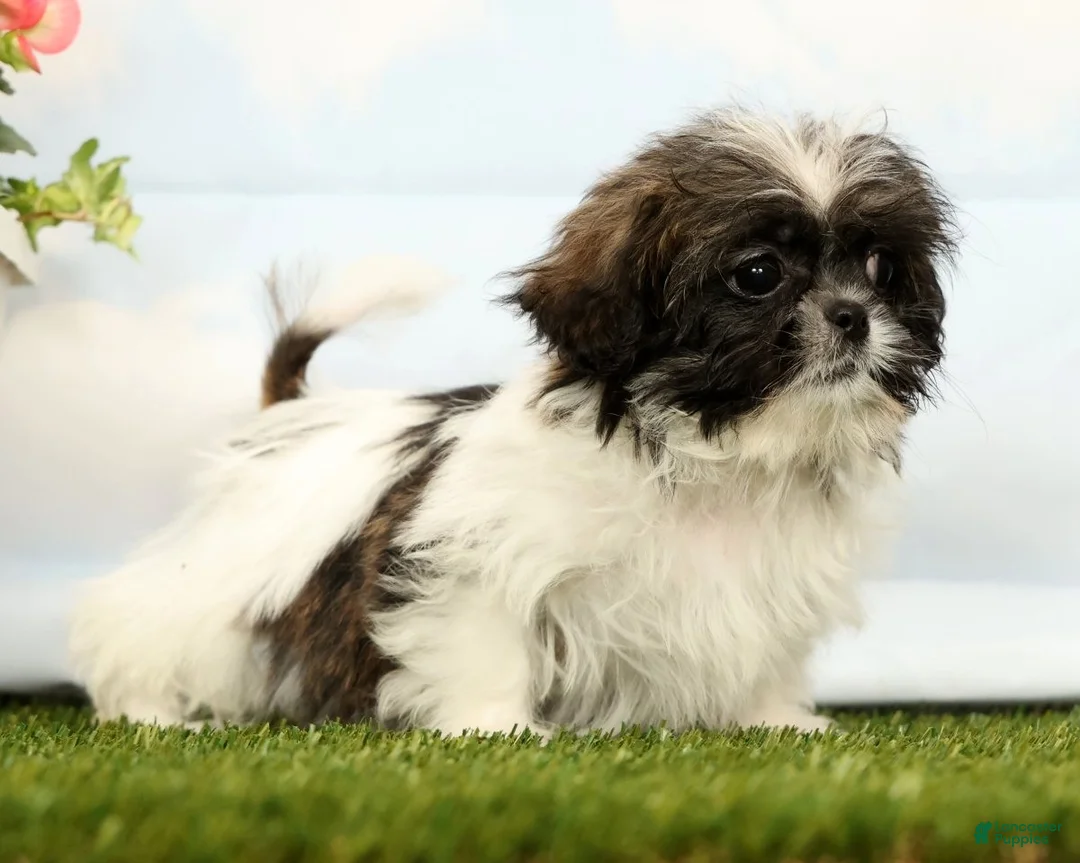Shih Tzu dogs for sale: Juniper - Ad 1