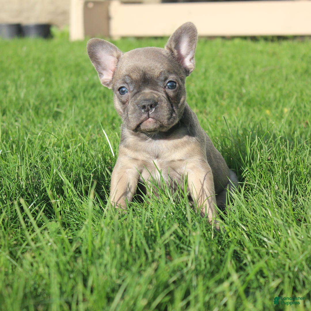 French Bulldog dogs for sale: Alaina - Ad 11