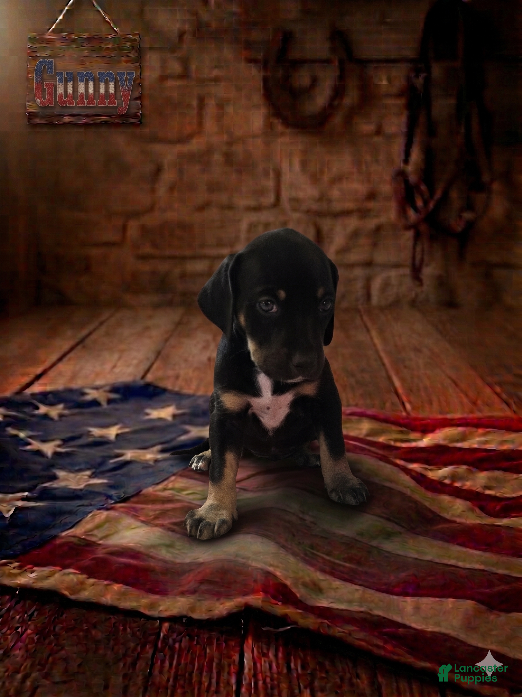 Catahoula Leopard Dog dogs Gunny - Ad 1