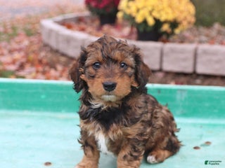 Doxiepoo dogs - Ad 4