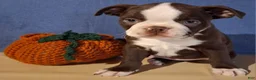 Boston Terrier dogs for sale: Ira - Ad 1