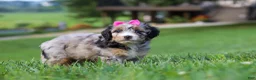 Mini Bernedoodle dogs for sale: Starfire - Ad 3