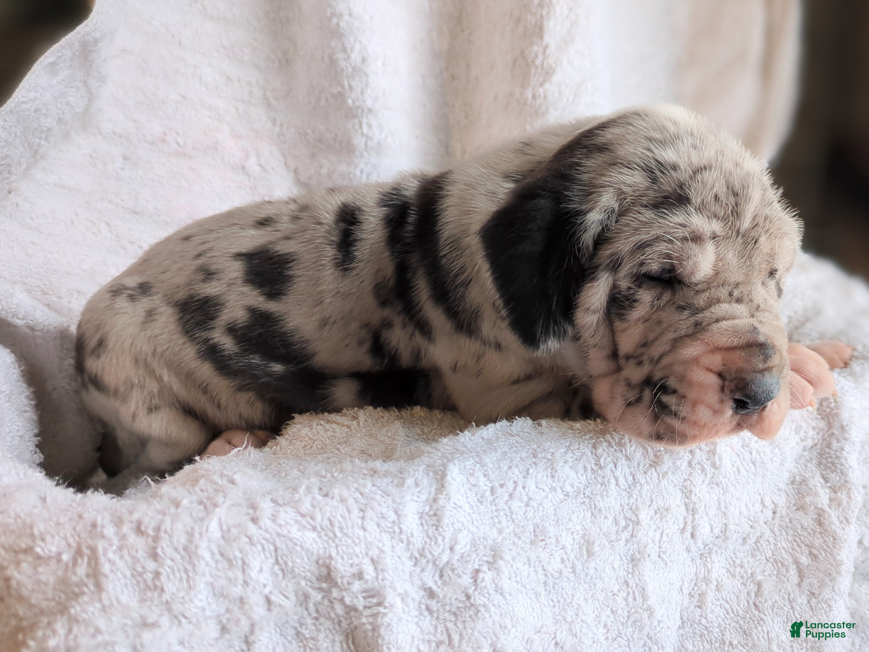 Great Dane dogs Birch - Ad 2