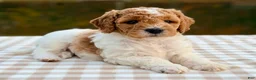 Goldendoodle dogs for sale: Nutmeg-mini  - Ad 4