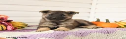 Mixed Breed dogs for sale: Alfie - Ad 3