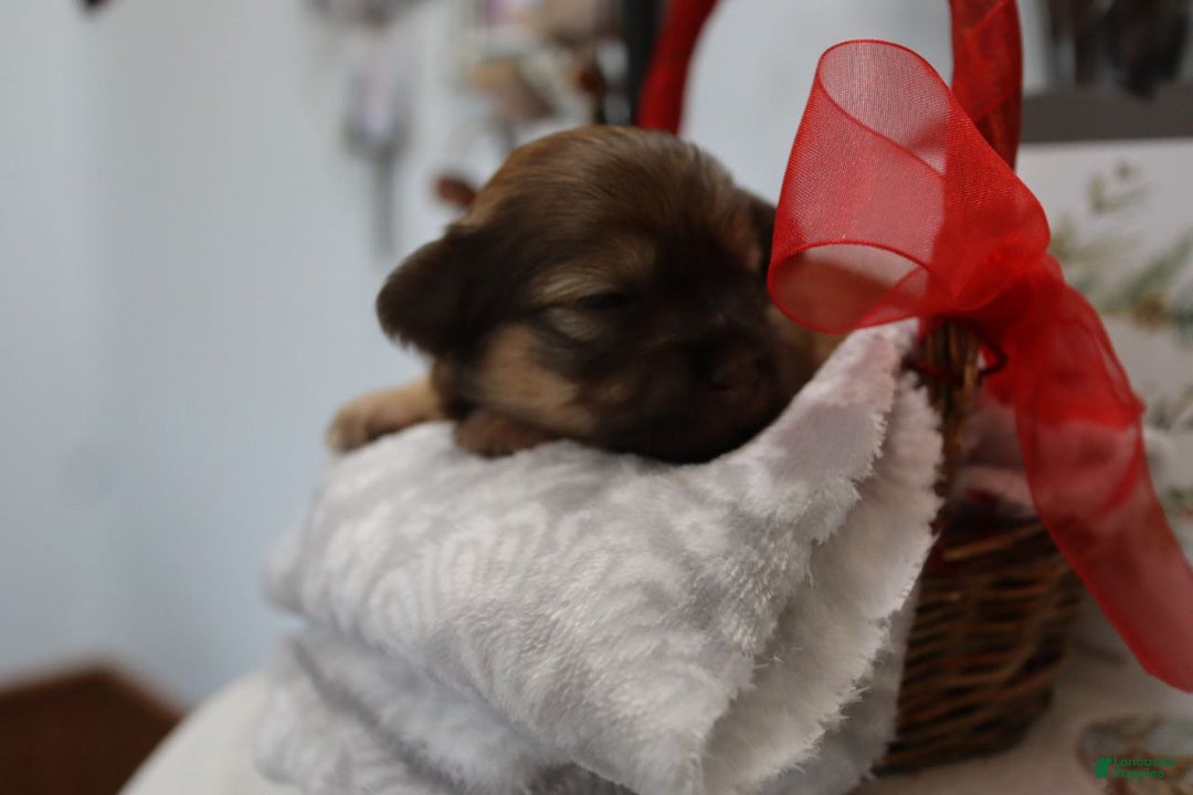 Havanese dogs for sale: Twinkles - Ad 6