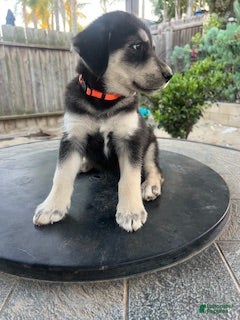 Goberian dogs Goberian Puppy 6 (Orange) - Ad 17