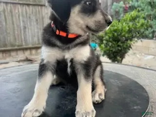 Goberian dogs Goberian Puppy 6 (Orange) - Ad 17