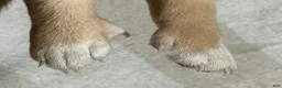 Mixed Breed dogs for sale: Unique Dorgi Female with Blue Eye - Corgi & Dachshund Mix - Ad 3