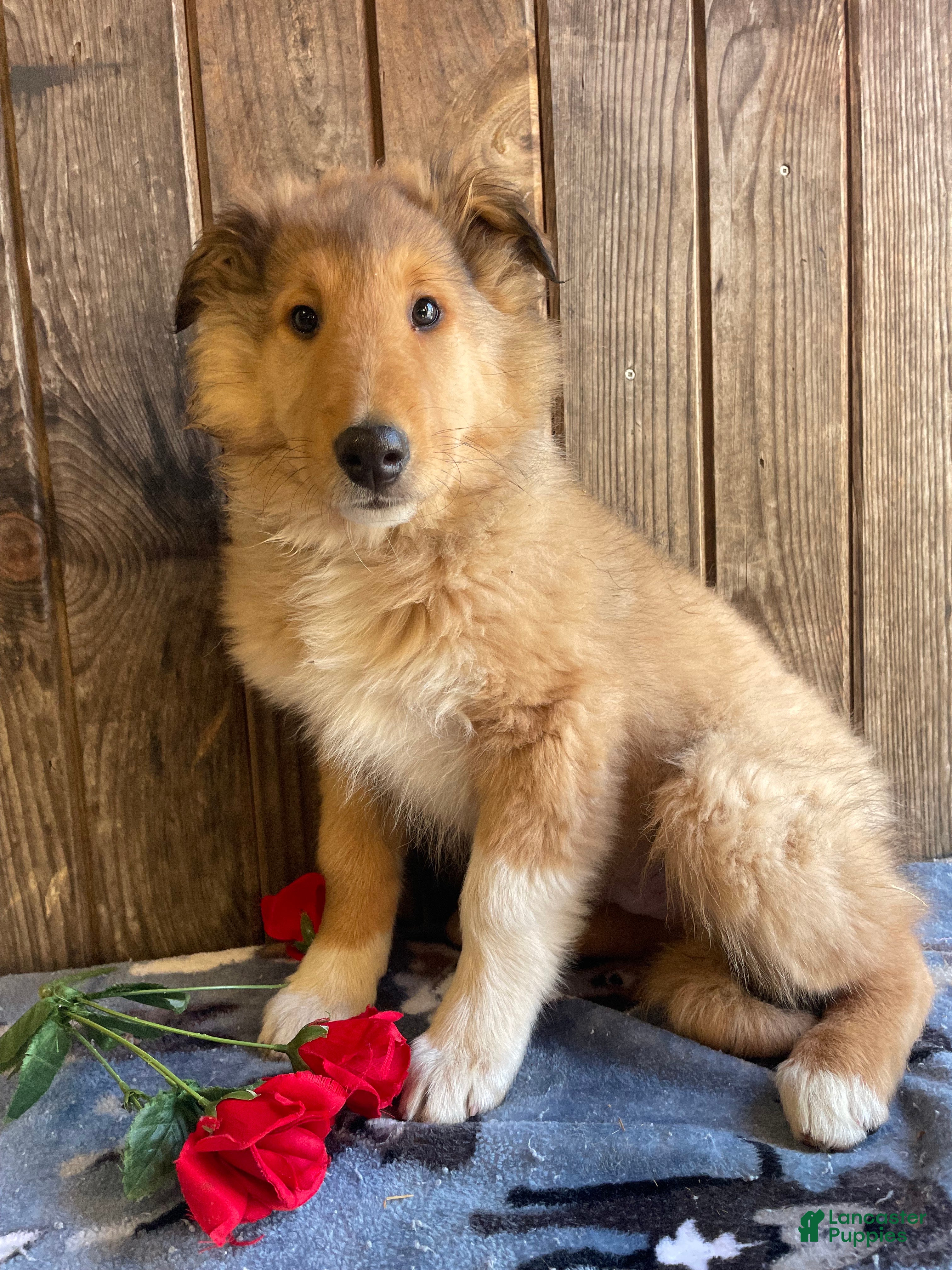 Collie dogs Cooper - Ad 18