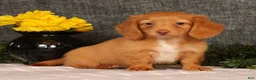 Miniature Dachshund dogs for sale: Jimmy - Ad 2