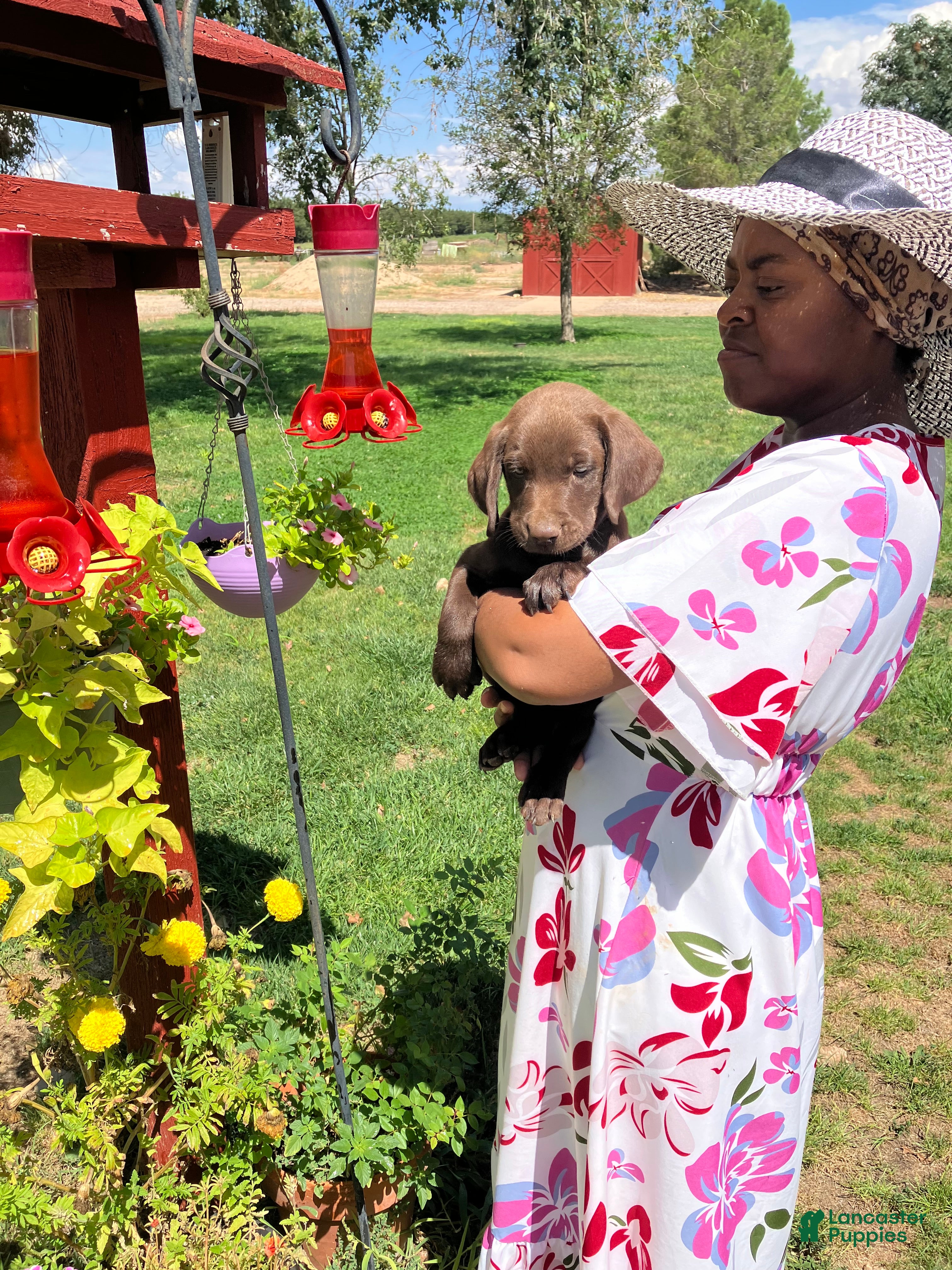 Labrador Retriever dogs for sale: Labrador Retriever 1 - Ad 4
