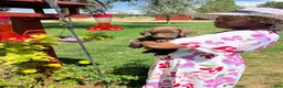 Labrador Retriever dogs for sale: Labrador Retriever 1 - Ad 1