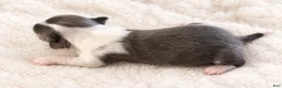 Chihuahua dogs for sale: Ivy - Ad 1