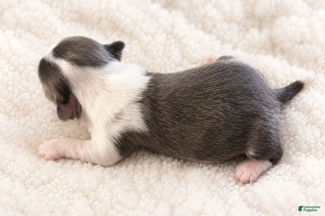 Chihuahua dogs for sale: Ivy - Ad 1