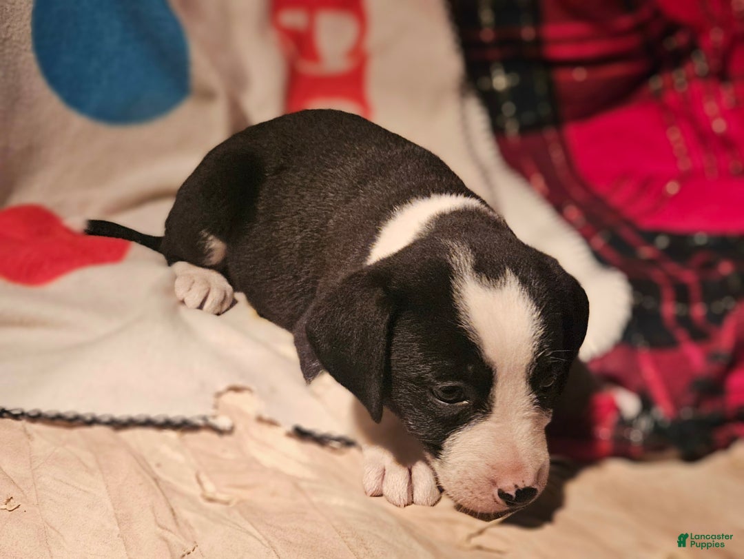 Border Collie dogs for sale: Friday - Ad 8