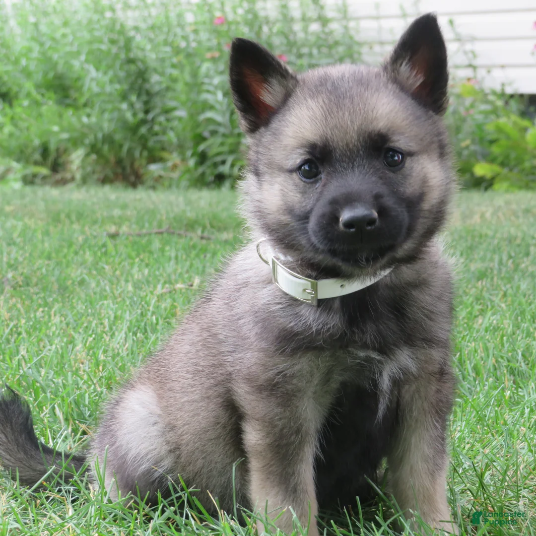 Norwegian Elkhound dogs for sale: Elegant  - Ad 1