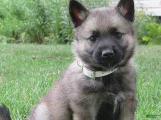 Norwegian Elkhound dogs Elegant - Ad 6