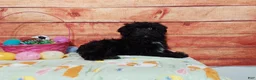 Aussiedoodle dogs for sale: Aussiedoodle Puppy 1 - Ad 2