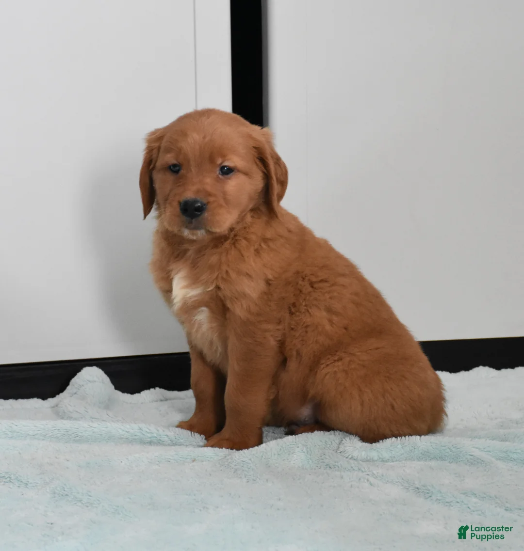 Golden Retriever dogs for sale: Walter    Genetic/OFA - Ad 7