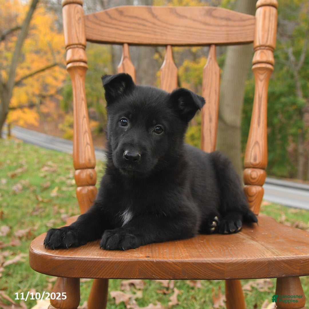 German Shepherd dogs for sale: Mia   - Ad 3