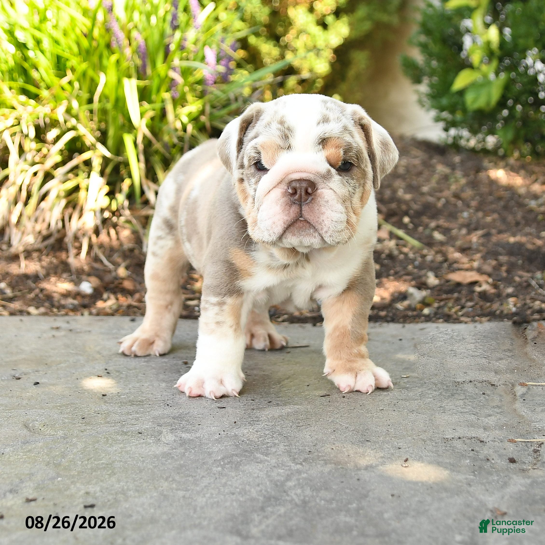 English Bulldog dogs Scout - Ad 1