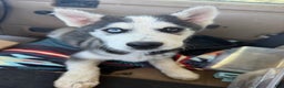 Pomsky dogs for sale: Buddy - Ad 1