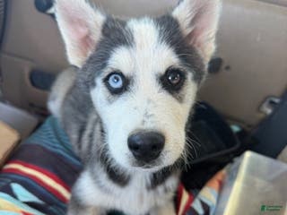 Pomsky dogs Buddy - Ad 40