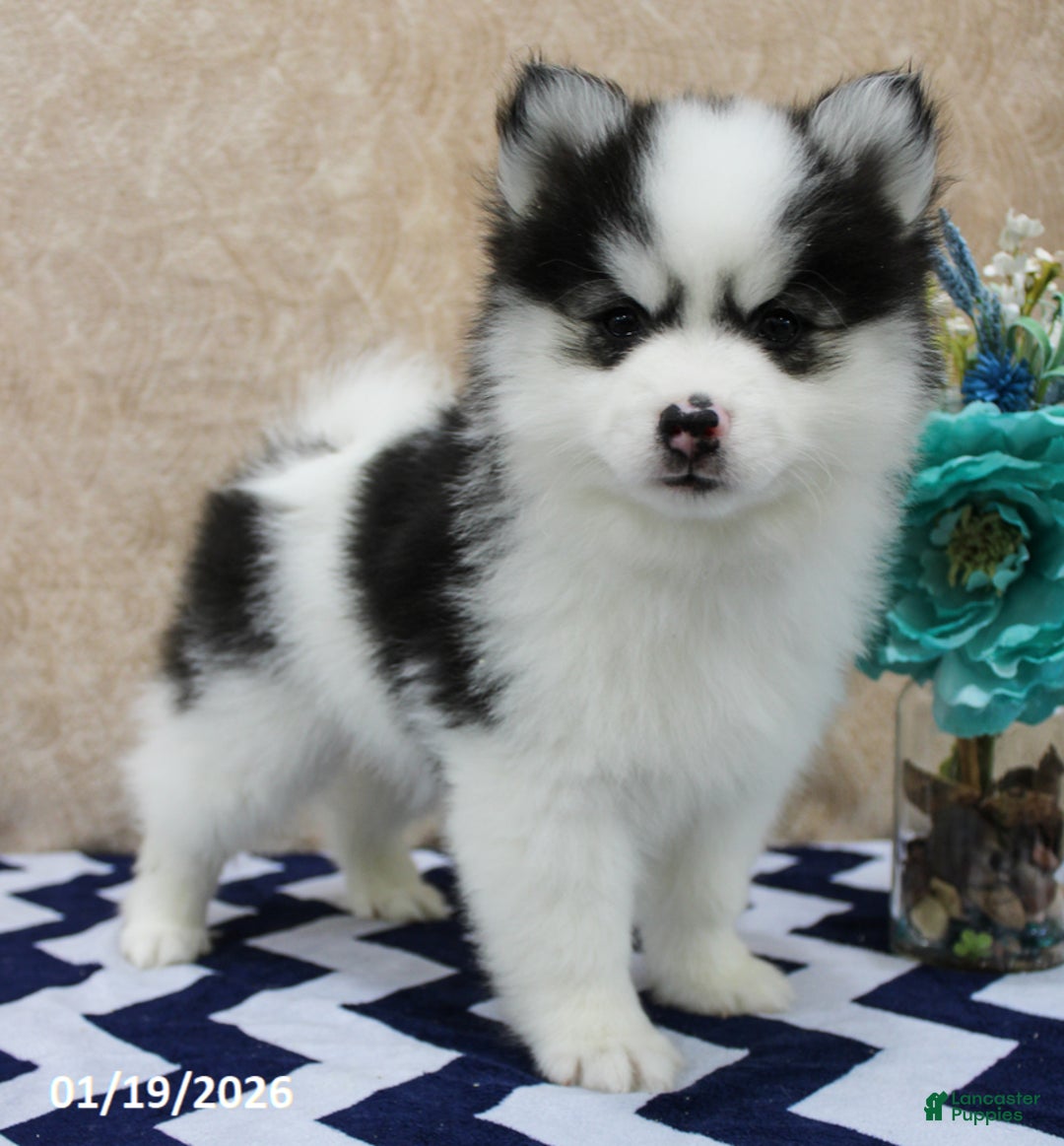 Pomsky dogs for sale: Comet - Ad 5