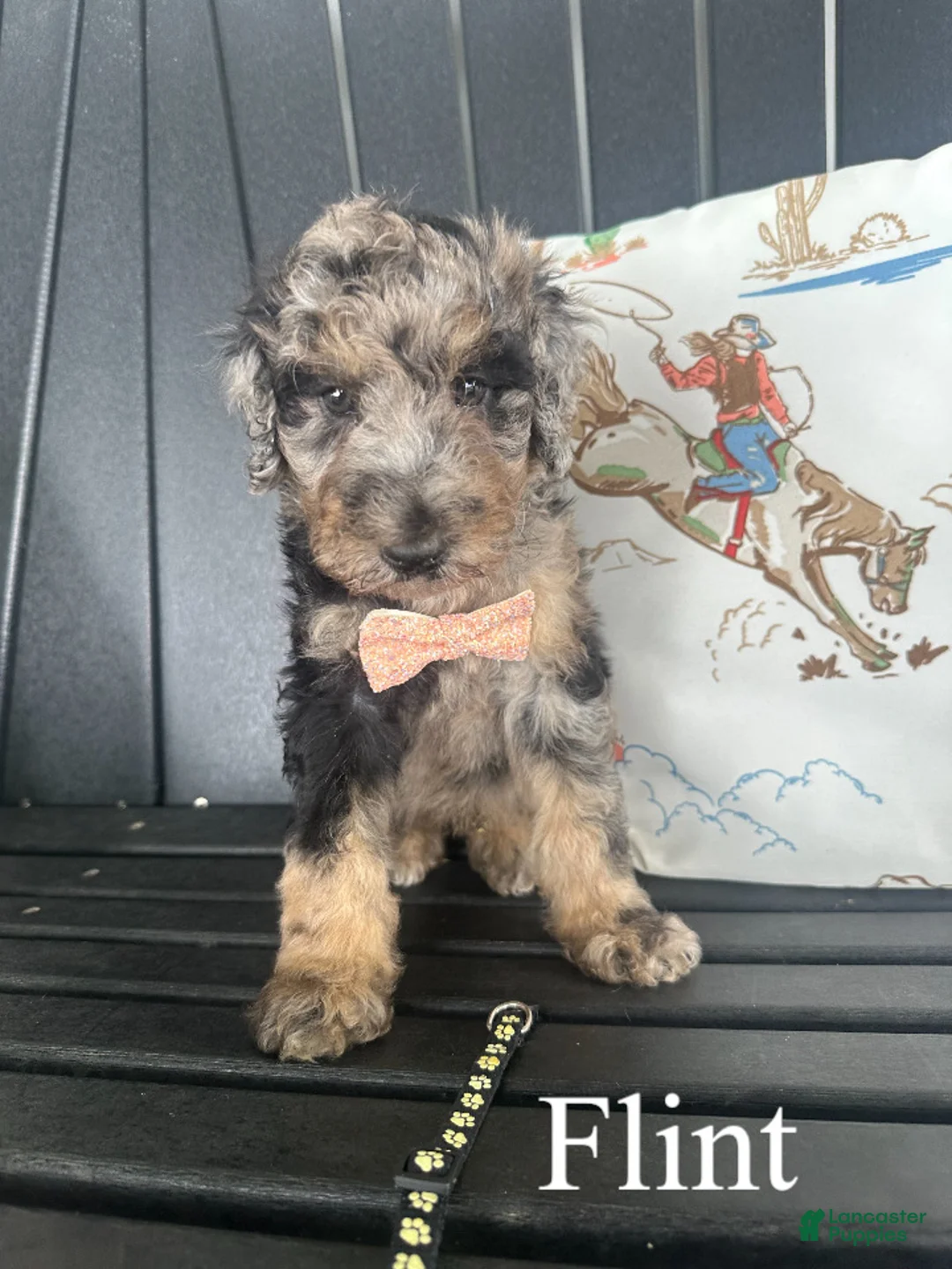 Standard Poodle dogs for sale: Flint - Ad 1