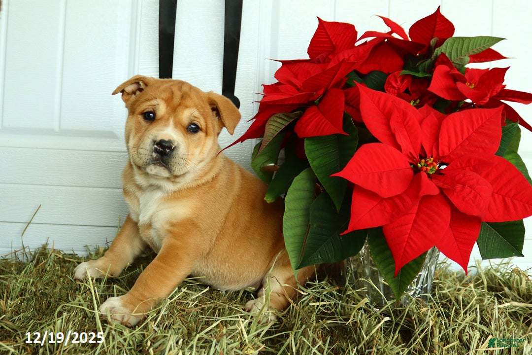 Mixed Breed dogs for sale: Taffy - Ad 1