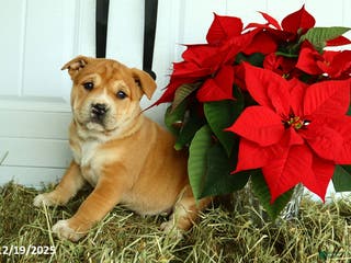 Mixed Breed dogs Taffy - Ad 18