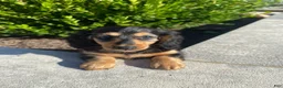Miniature Dachshund dogs for sale: Nala - Ad 10