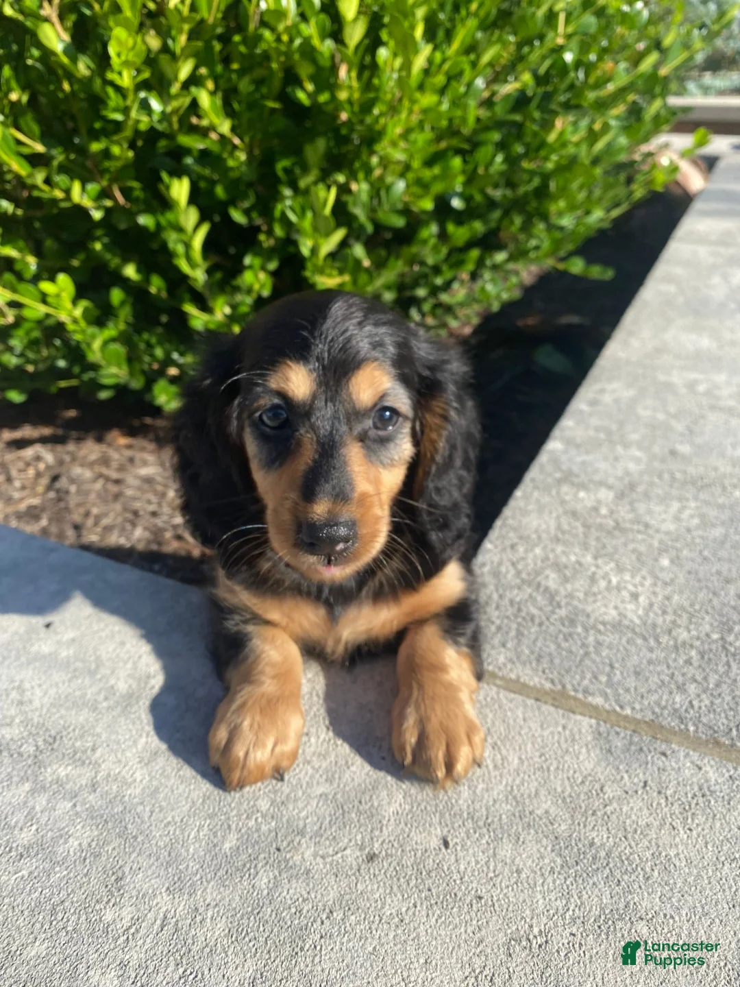 Miniature Dachshund dogs for sale: Nala - Ad 10