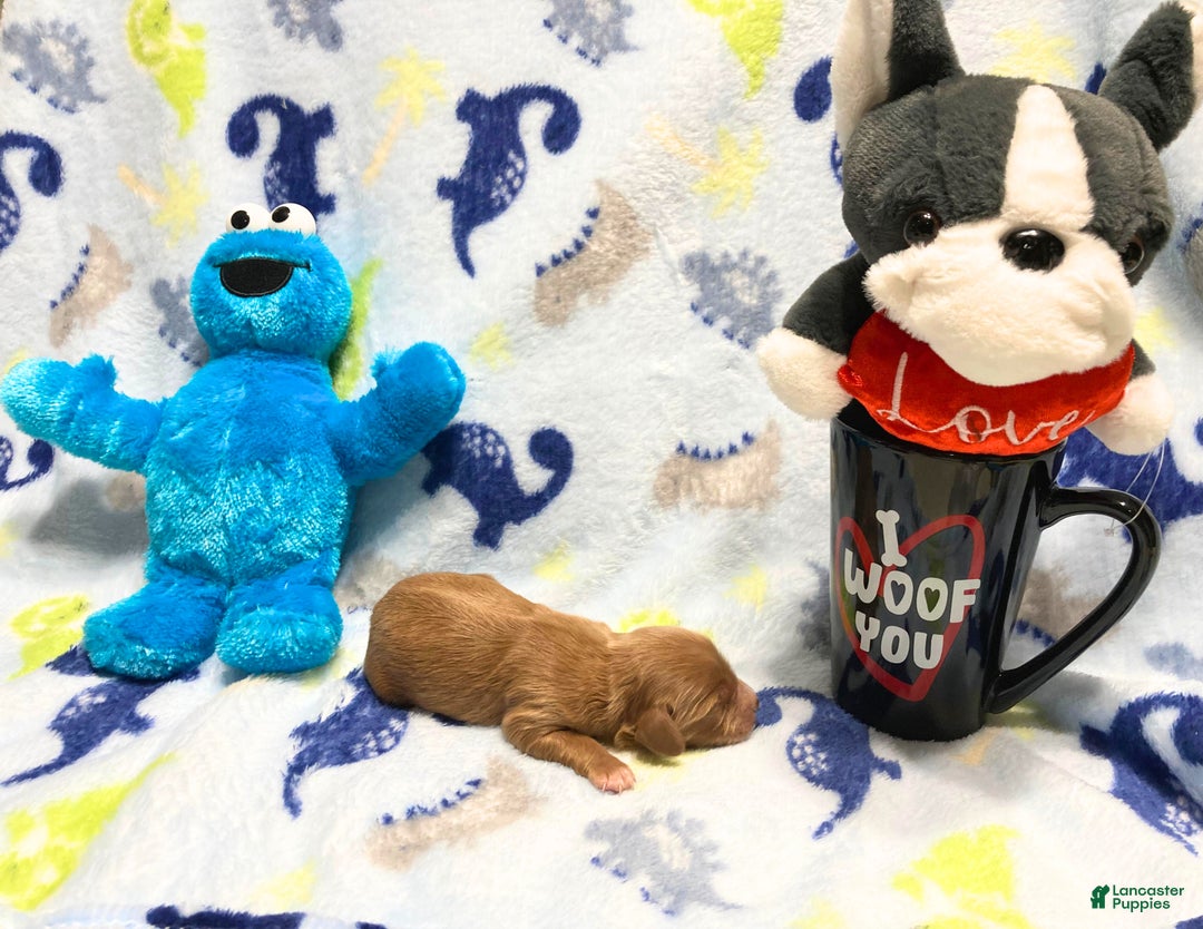 Labradoodle dogs for sale: Bear - Ad 4