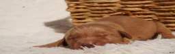 Golden Retriever dogs for sale: Daisy -AKC, Genetically Clear - Ad 47